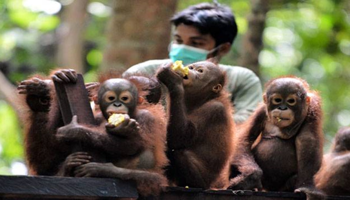 تعليم صغار قردة أورانغوتان مهارات العيش في غابات أندونيسيا
