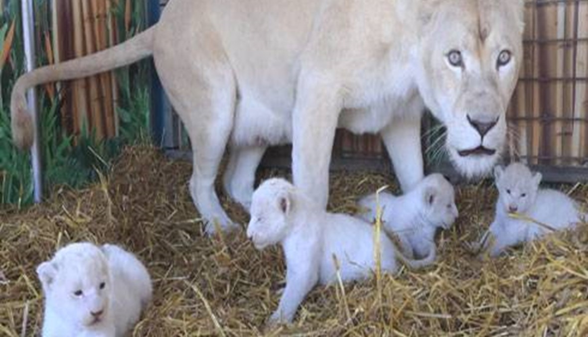 ولادة اسود بيضاء نادرة في حديقة بولندية