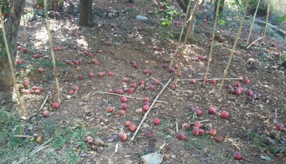 صرخات مزارعي التفاح الى ارتفاع