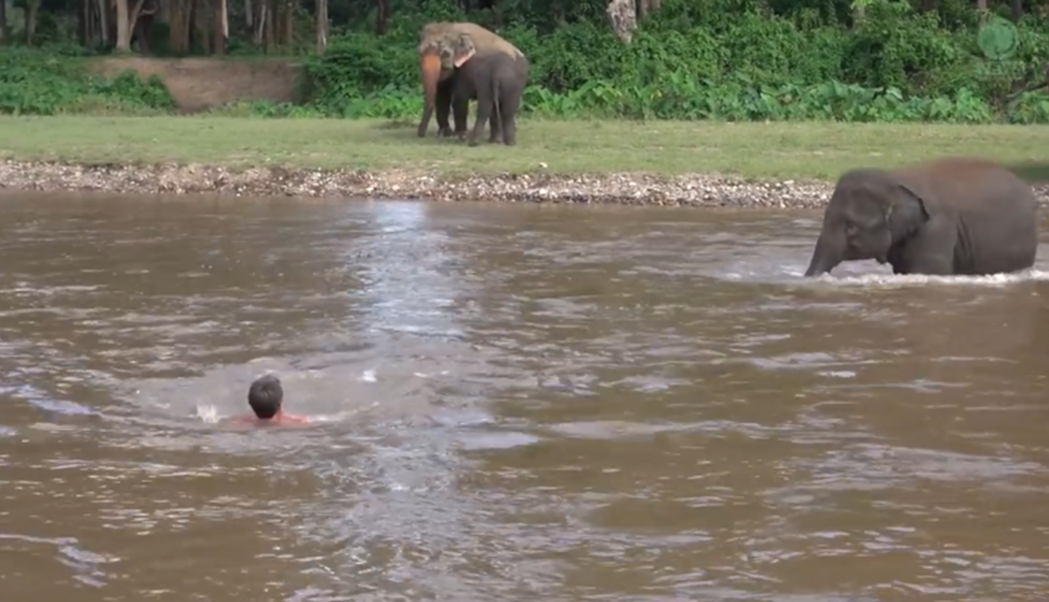 بالفيديو - هكذا أنقذت الفيلة حياة صاحبها!