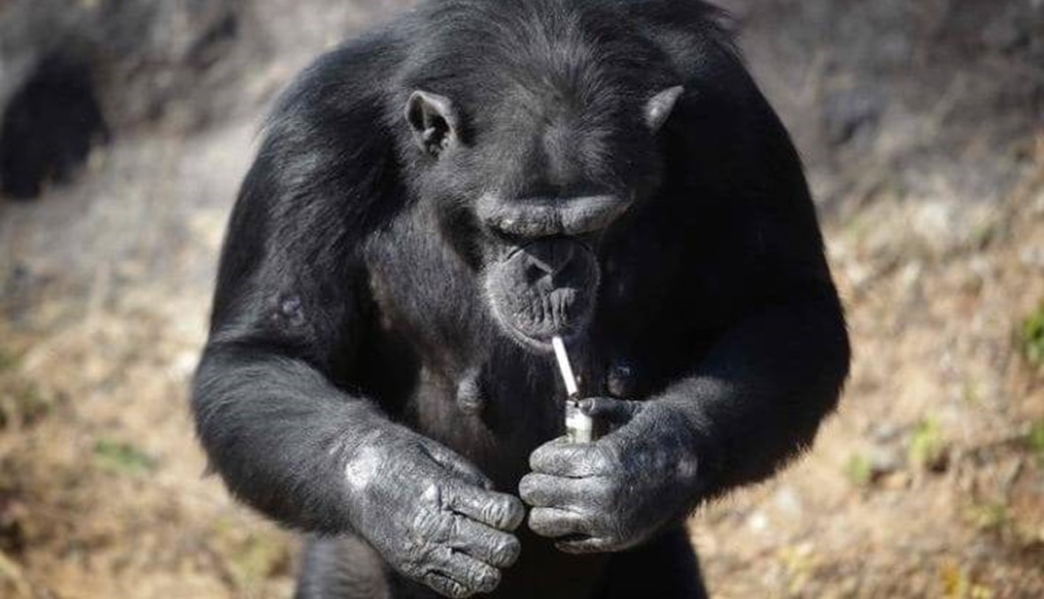 بالصور والفيديو: الشمبانزي أزاليا تدخّن نحو العشرين سيجارة يومياً!