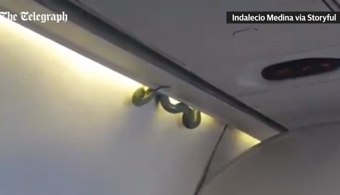 بالفيديو- ماذا يفعل ثعبان أخضر في الطائرة؟
