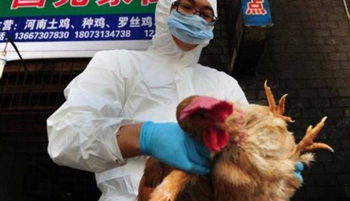 التحذير في أعلى مستوى... إنفلونزا الطيور تُقلق كوريا الجنوبية