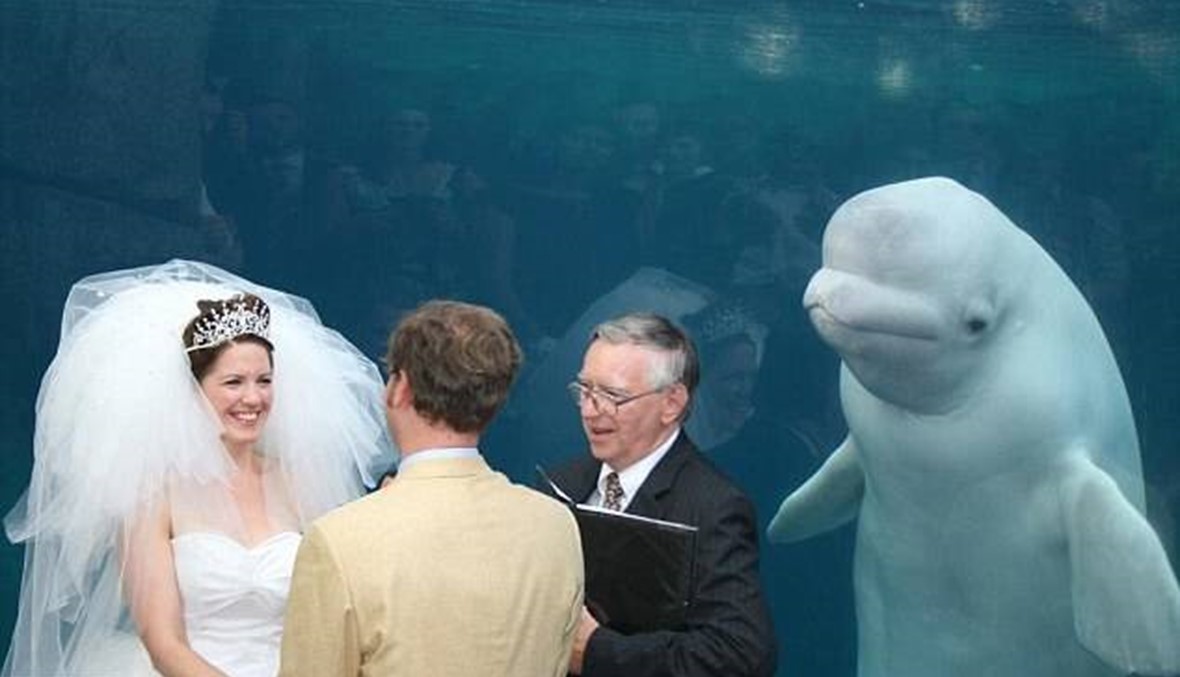 بالصور - حوت أبيض "يسترق النظر" خلال حفل زفاف!