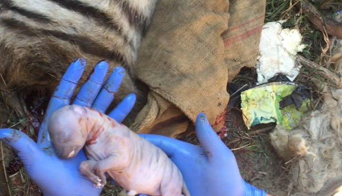 الضبعة الجريحة ووليدها الميت بين يدي منقذها وجدي سمعان