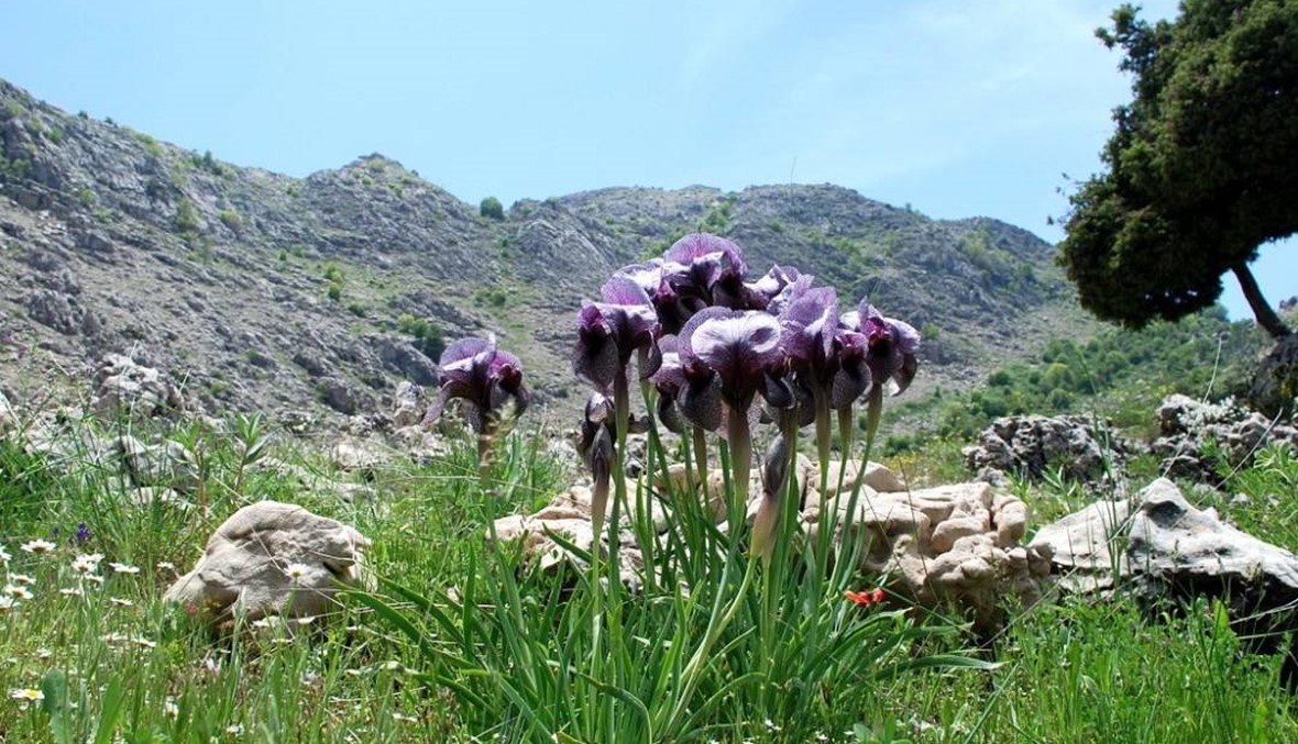 براءة اختراع بيئية لبنانية أولى في العالم... للحفاظ على التنوع البيولوجي النباتي!
