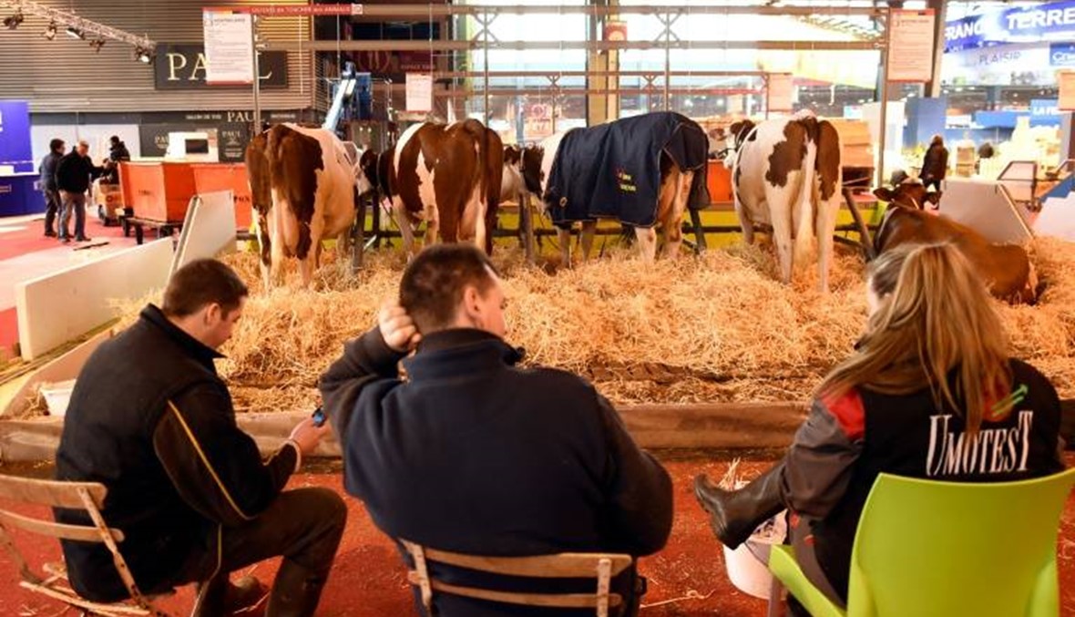 الأزمة الهولندية- التركية تطال الأبقار: شحنة من الماشية لم يعد مرغوباً بها