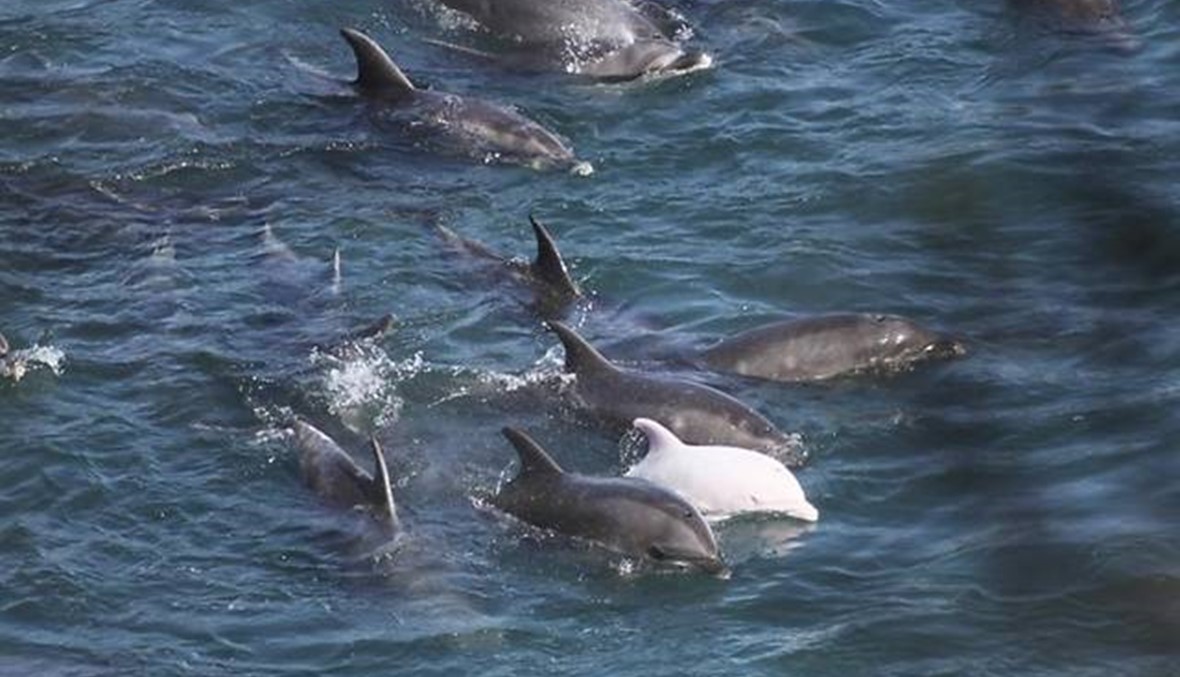 الصيادون أعلنوا الإضراب... الدلافين تنافسهم في مياه المتوسط!