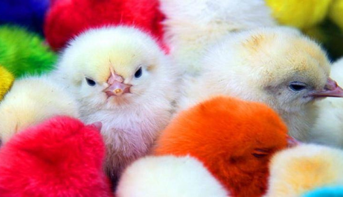 ممنوع بيع صغار الطيور والصيصان الملونة وغير الملونة