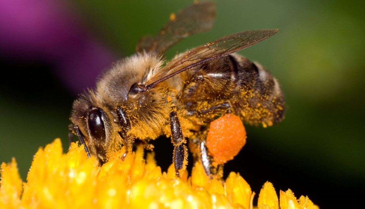 النحل قادر على الرؤية بدرجة أوضح بكثير مما كان يعتقد
