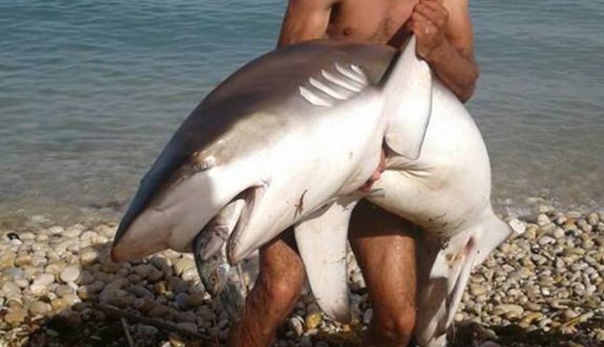 الجرائم مستمرة... "القرش الحريري" قُتل ببارودة في الناعمة!
