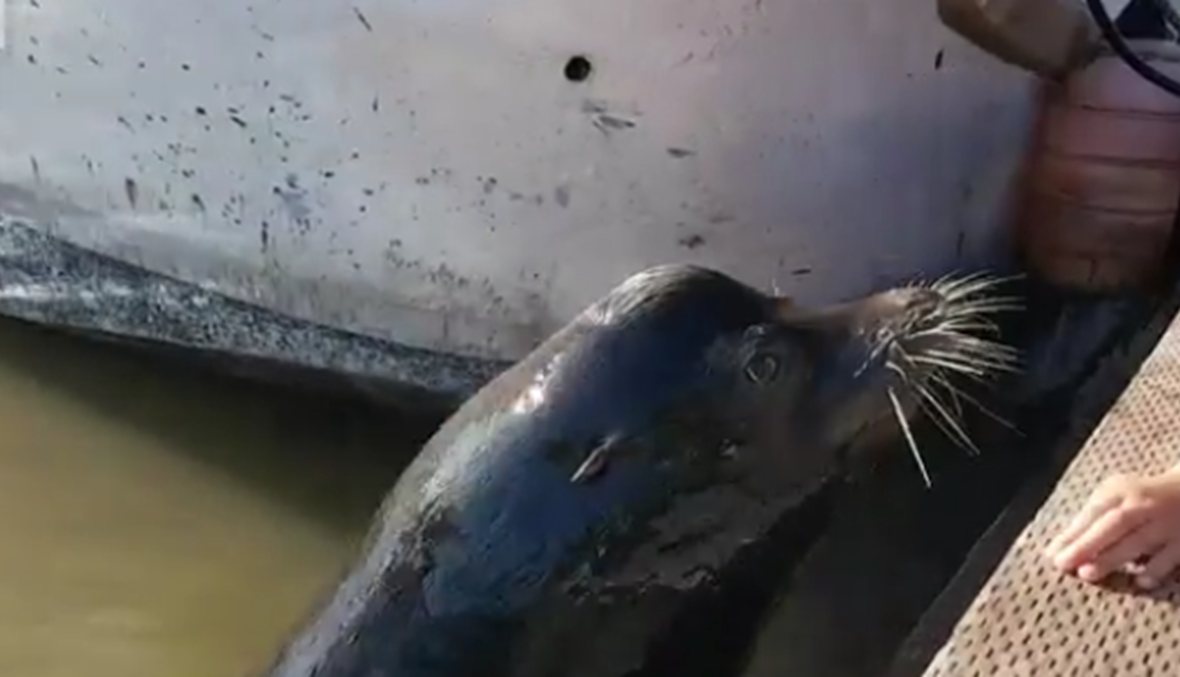 بالفيديو: أسد بحر يهاجم فتاة ويسحبها إلى الماء!