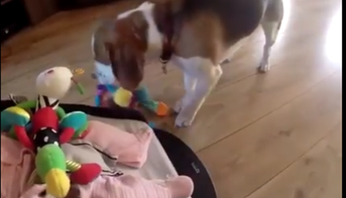 بالفيديو- كلب يحاول أن يصالح طفلة بعدما سرق لعبتها