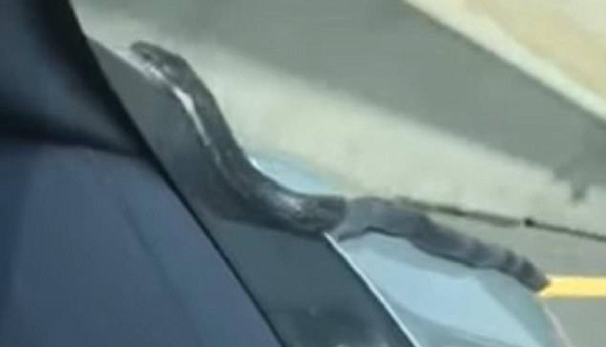 بالفيديو- لحظة مرعبة لسائق سيارة بسبب ثعبان