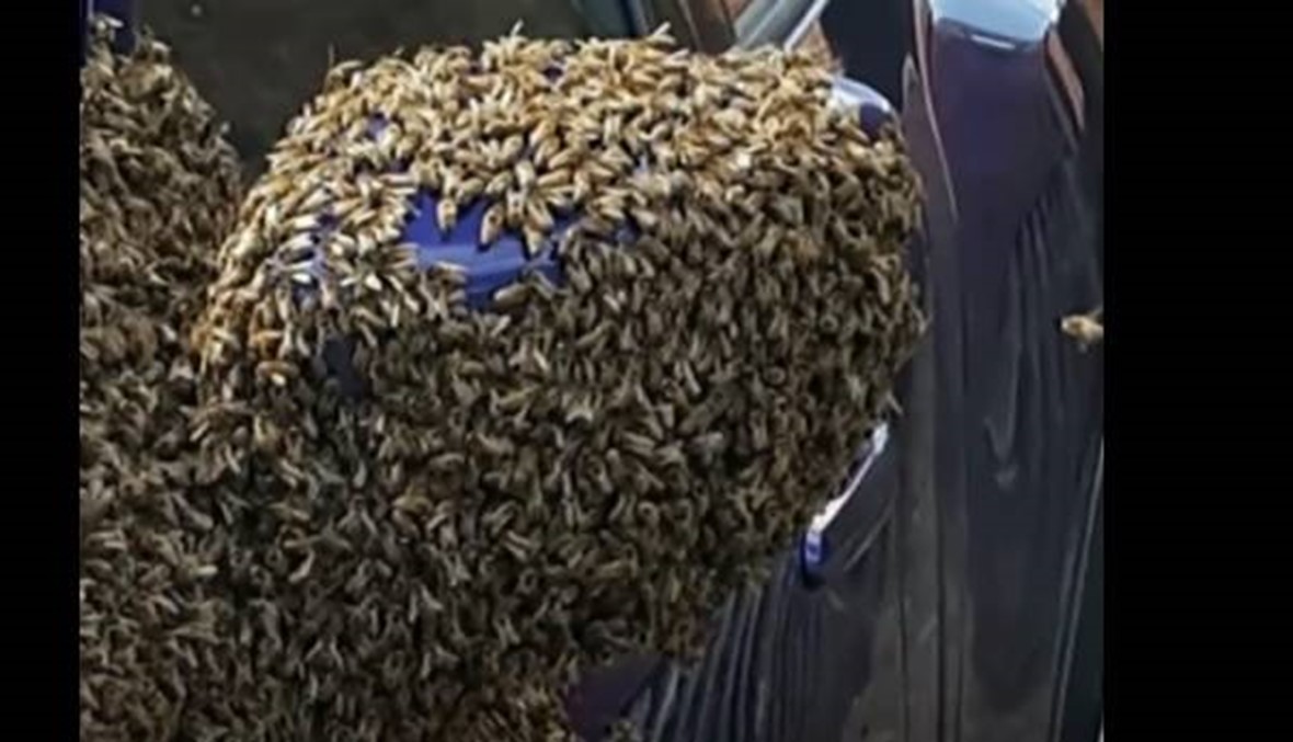بالفيديو- سرب من النحل يغطي سيارة والسبب مجهول!