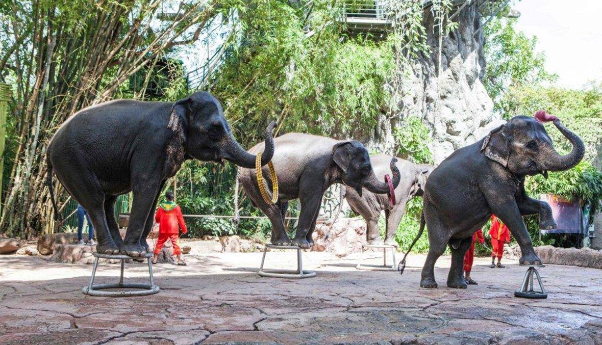 فيلة مسخّرة لخدمة السيّاح في آسيا... "الظّروف غير مقبولة"