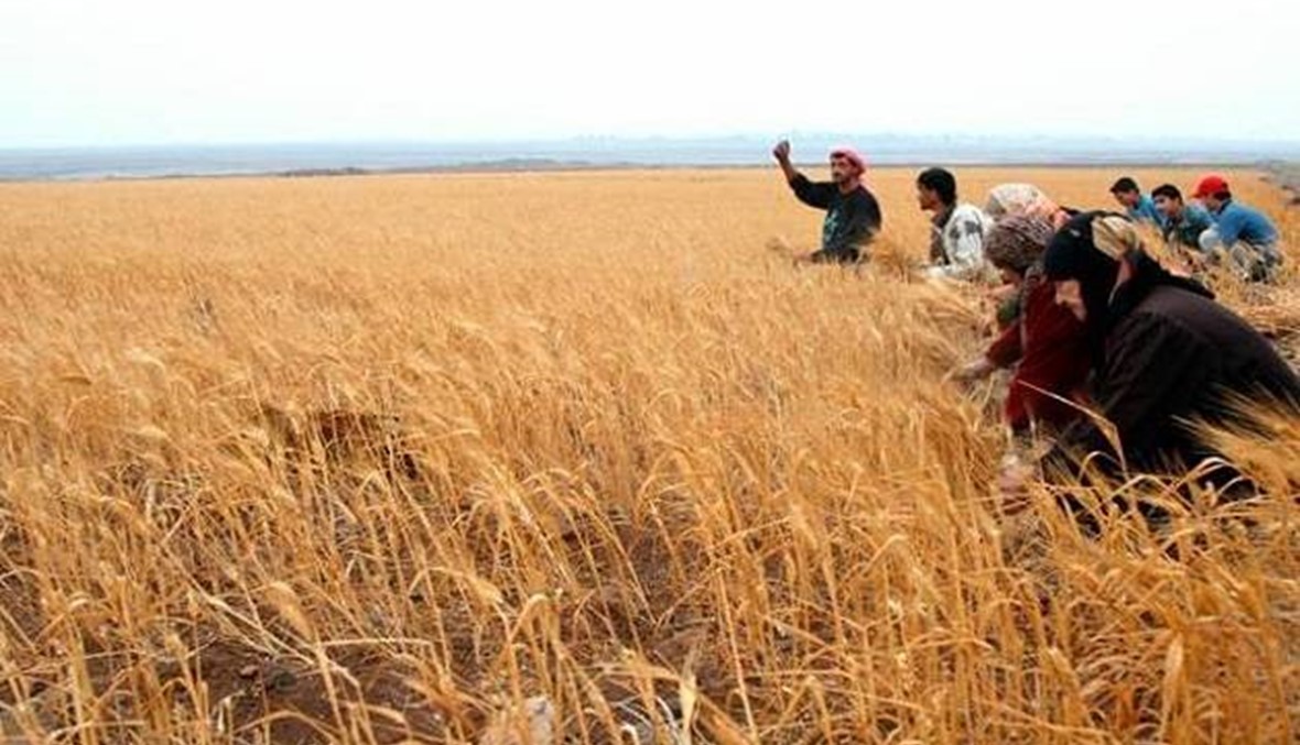 ارتفاع محصول القمح السوري 12% في 2017