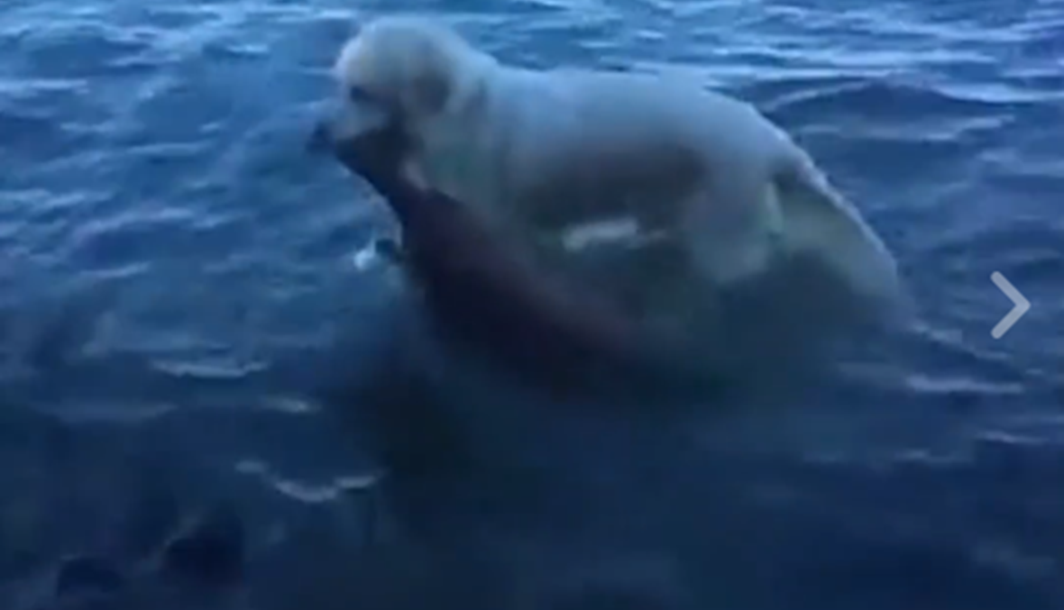 كلب ينقذ غزالاً صغيراً من الغرق! (فيديو)