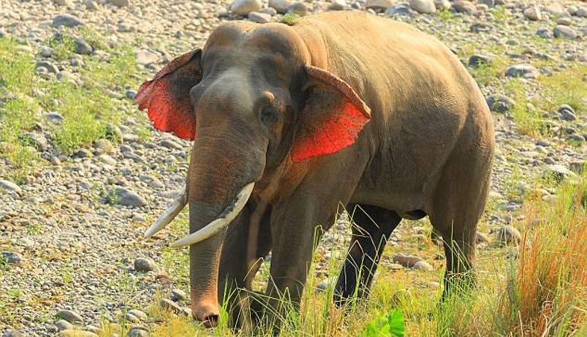 فيل ذو أذنين حمراوين؟