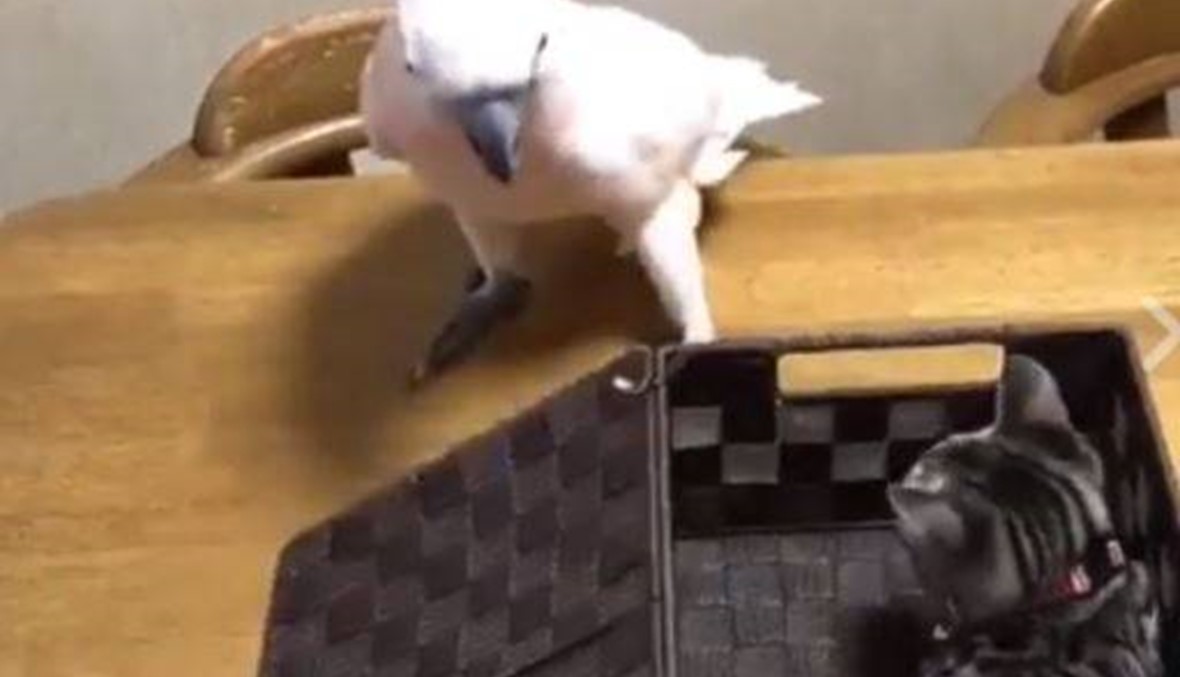 بالفيديو- ببغاء وقطة يتشاجران بطريقة مضحكة!
