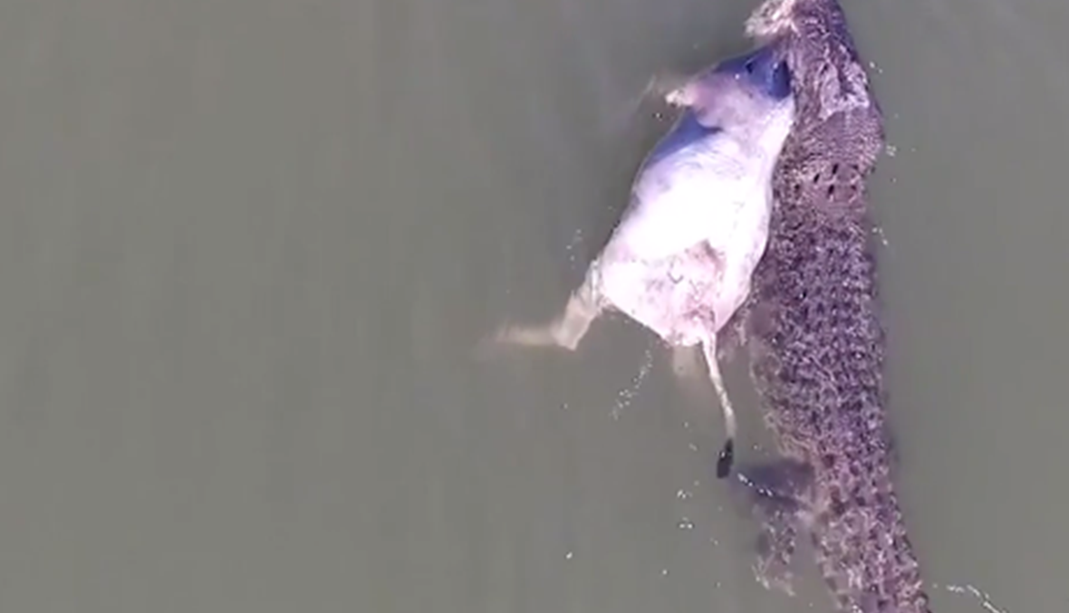 بالفيديو- تمساح يسبح في النهر وبين أسنانه بقرة يتغذّى عليها