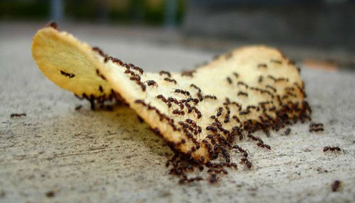 تخلصوا من النمل في منزلكم بأقل التكاليف