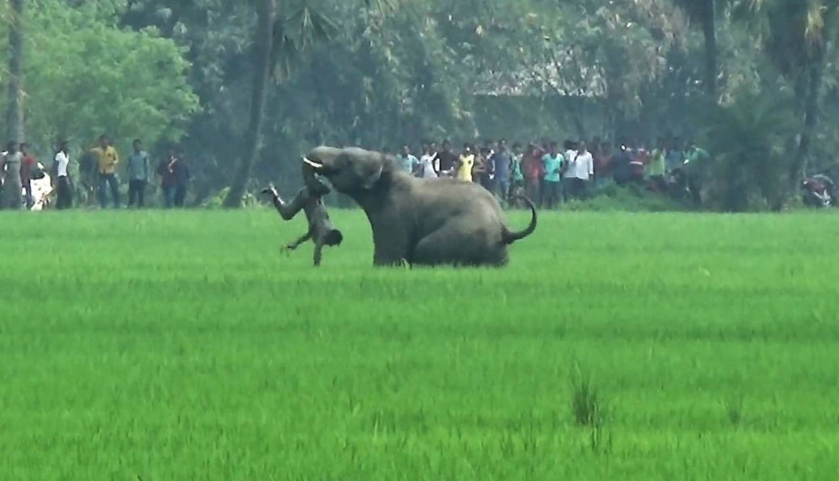 أمهر صيادي الهند ينجح في قتل فيل يجتاح القرى