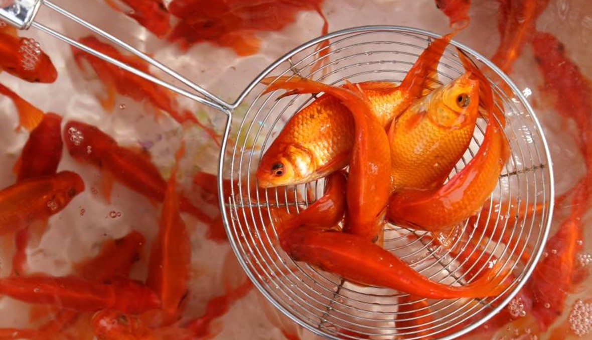 اكتشاف نوعين من السمك يعيشان من دون أوكسيجين لمدة خمسة أشهر!