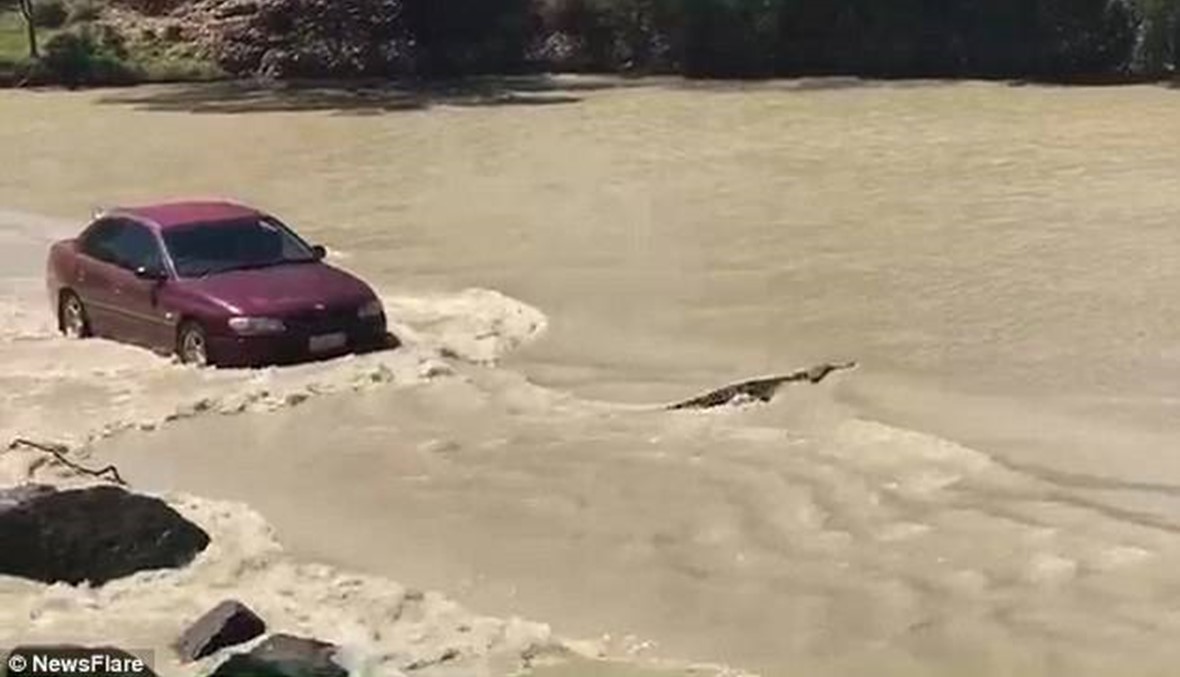 (فيديو) ماذا لو اعترض تمساح سيّارتك؟