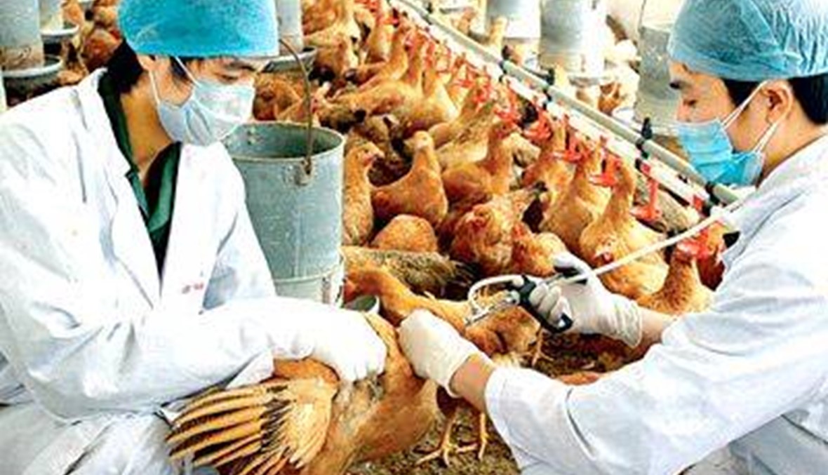 تفشي انفلونزا الطيور في مزارع الصين!
