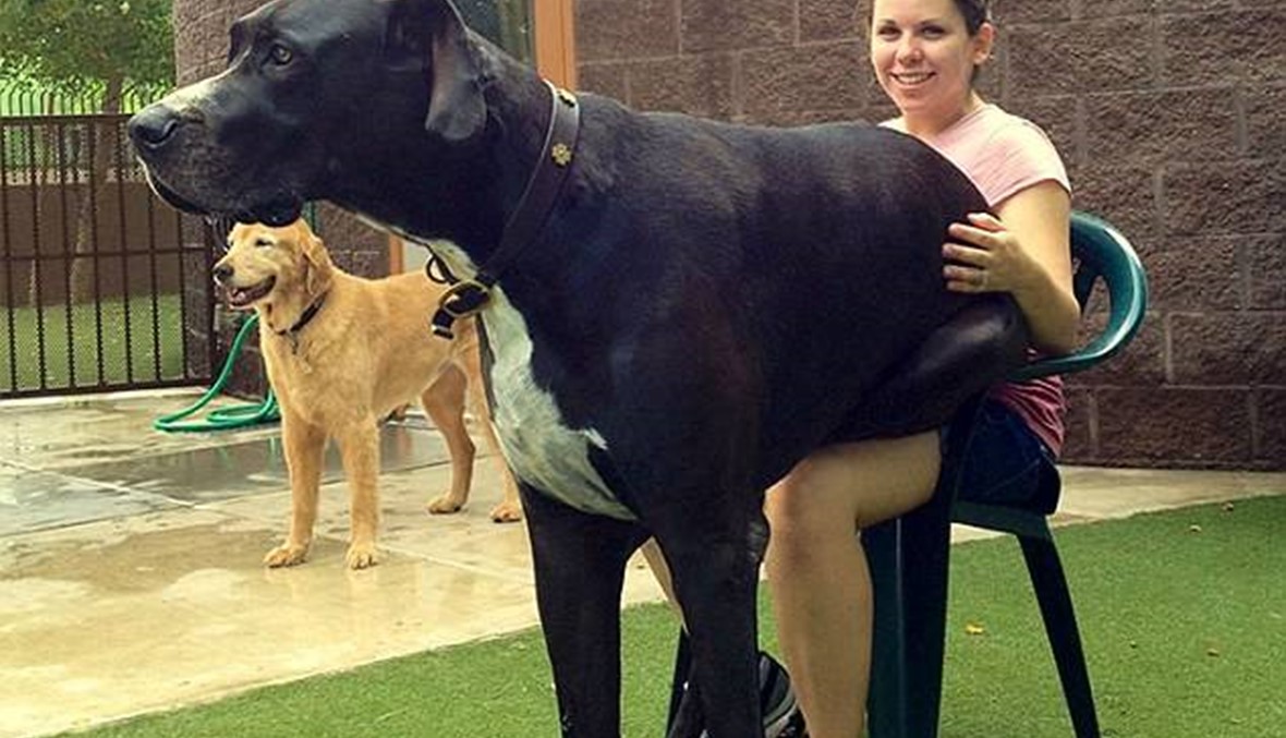 بالصور: كلاب لا تعرف مفهوم المساحة الشخصيّة