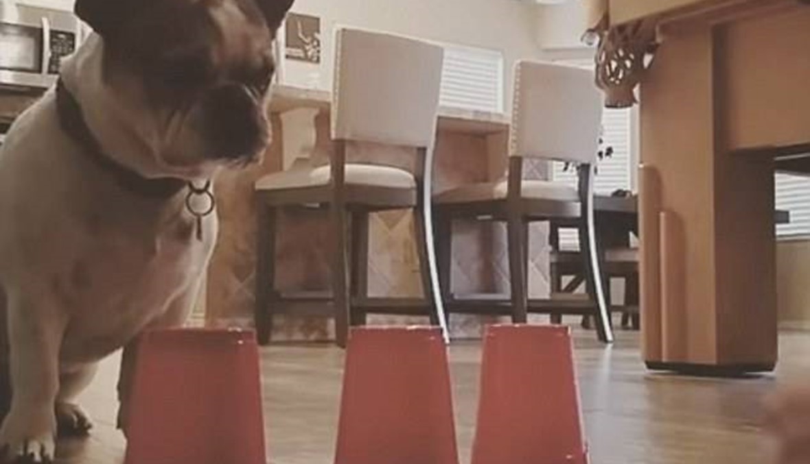 بالفيديو: كلب ذكي يتخطى خدعة الأكواب