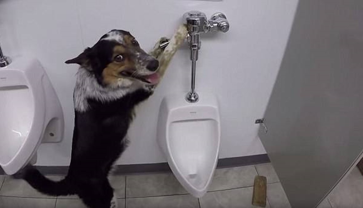 كلب يدخل المرحاض كالبشر!