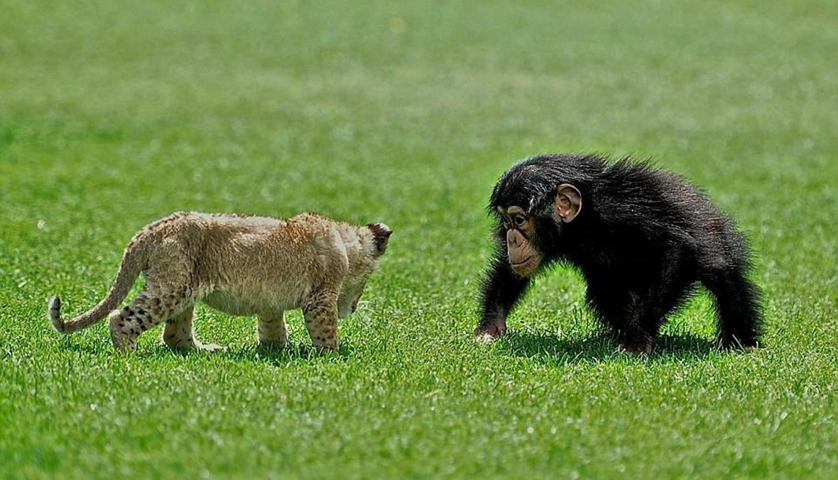 6 صور تظهر صداقة غير تقليديّة بين أسد وقرد