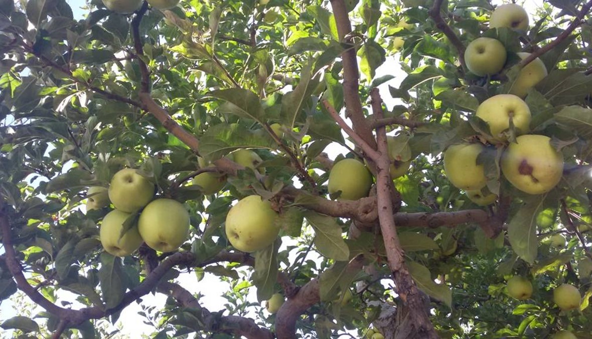 التفاح اللبناني يصرخ ... "أجيروني"