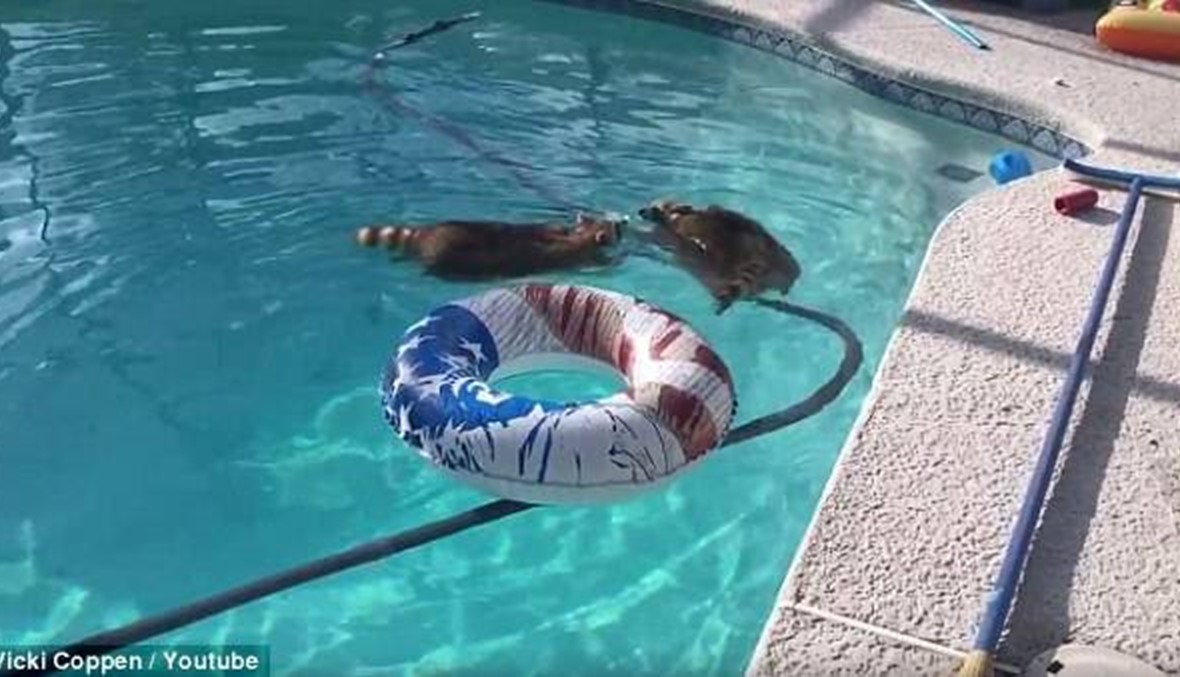 بالفيديو: حيوانا راكون يستجمّان بممارسة السباحة