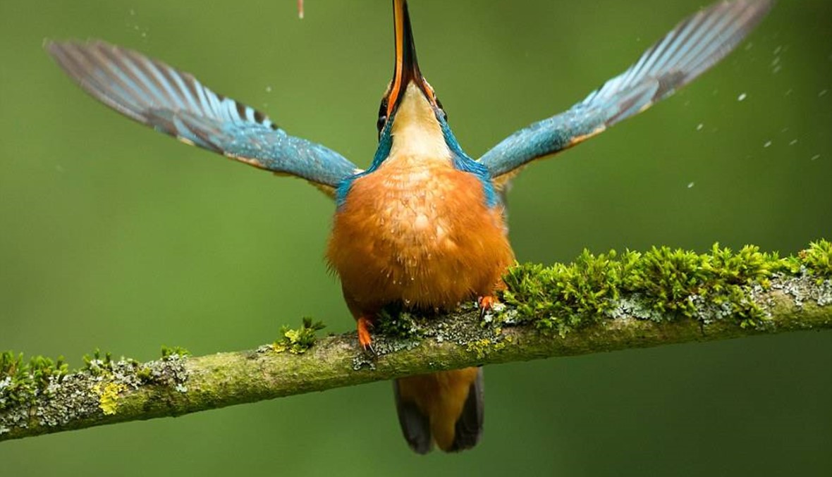 أروع الصور الملتقطة للطيور لهذا العام