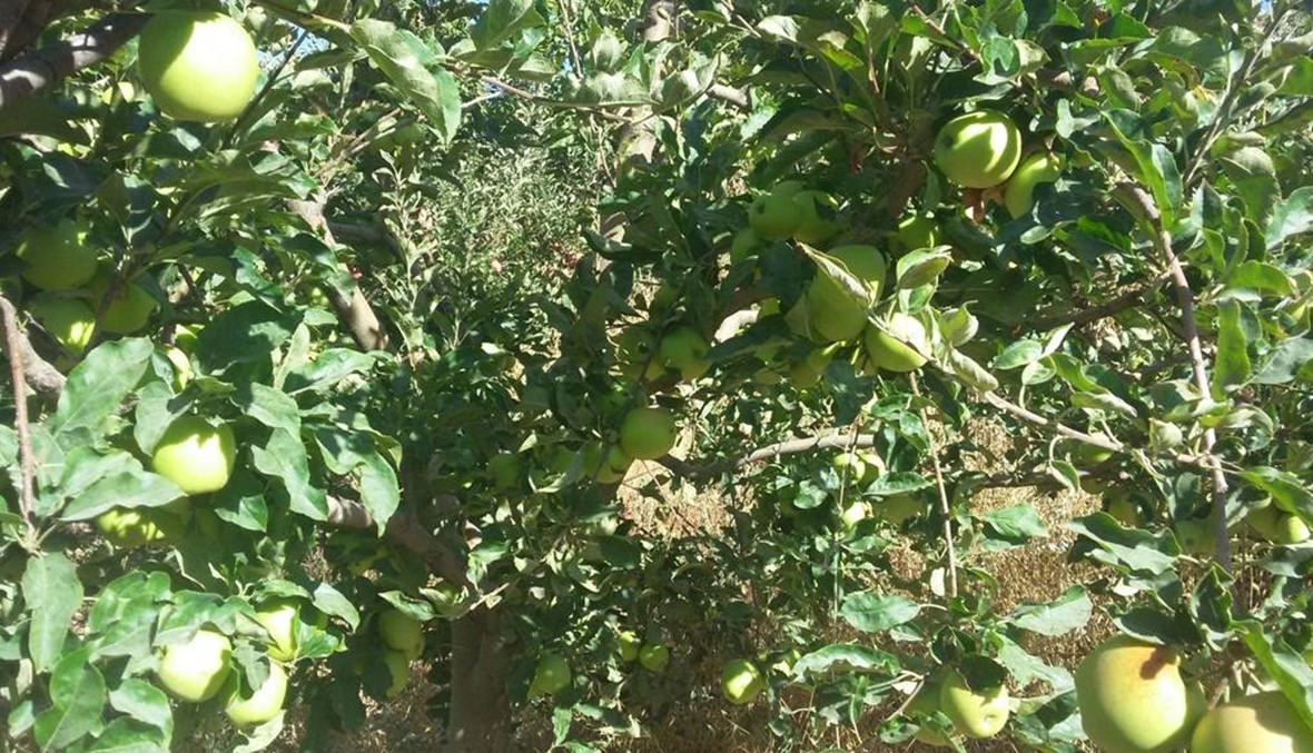 الوجع يوحد مزارعي التفاح  في جرود الشمال