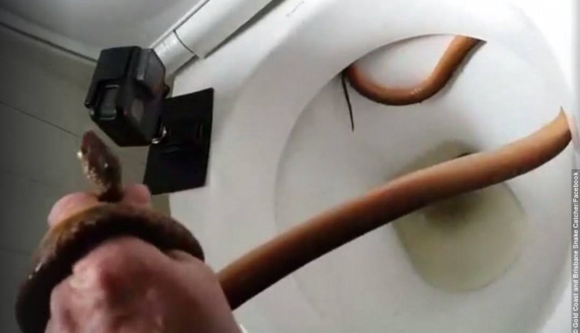بالفيديو: ثعبان يختبئ في مرحاض عائلي