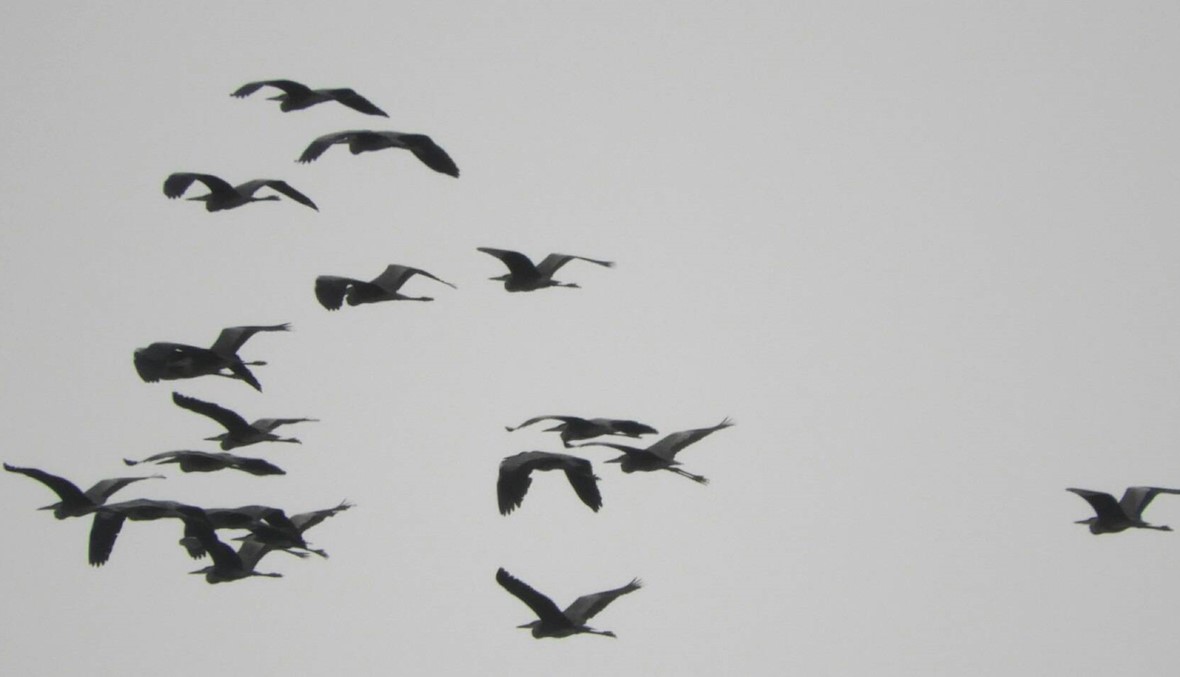 طيور مهاجرة تعبر فضاء عكار