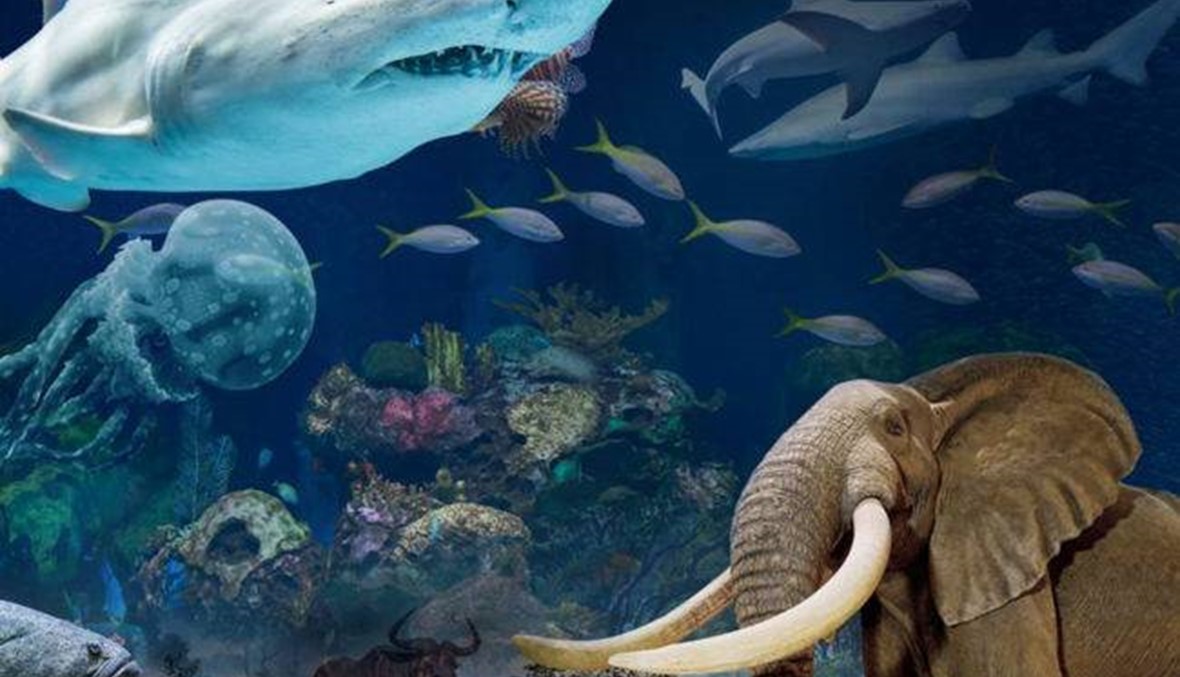 بالفيديو والصور- نظرة داخل "Wonders of Wildlife" الخيالي: أهم متحف وحوض أسماك في العالم!