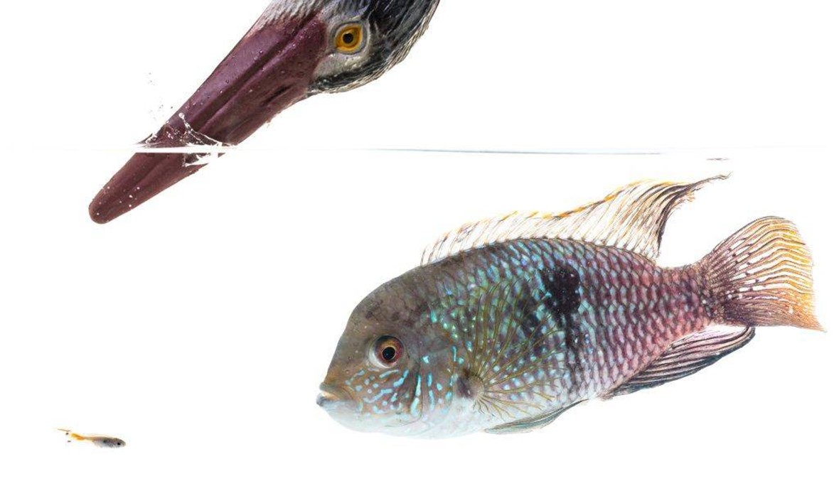 العلماء درسوا "جوبي"... للسّمك شخصيّة مركّبة