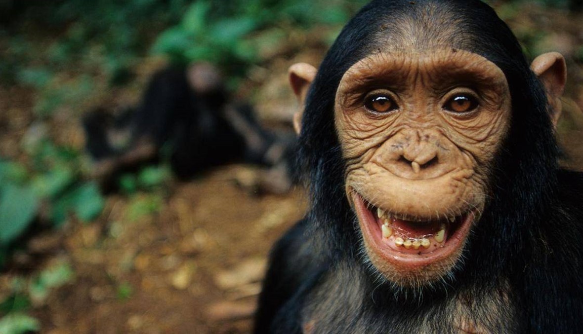 بالفيديو: إنقاذ شمبانزي من التجارة غير المشروعة