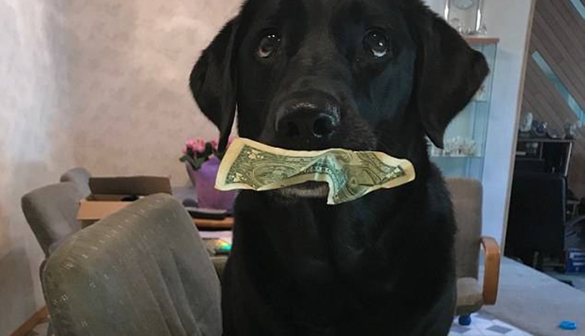 بالفيديو: كلبة تجمع ثروة مالية وتشتري حلوى بدولار!