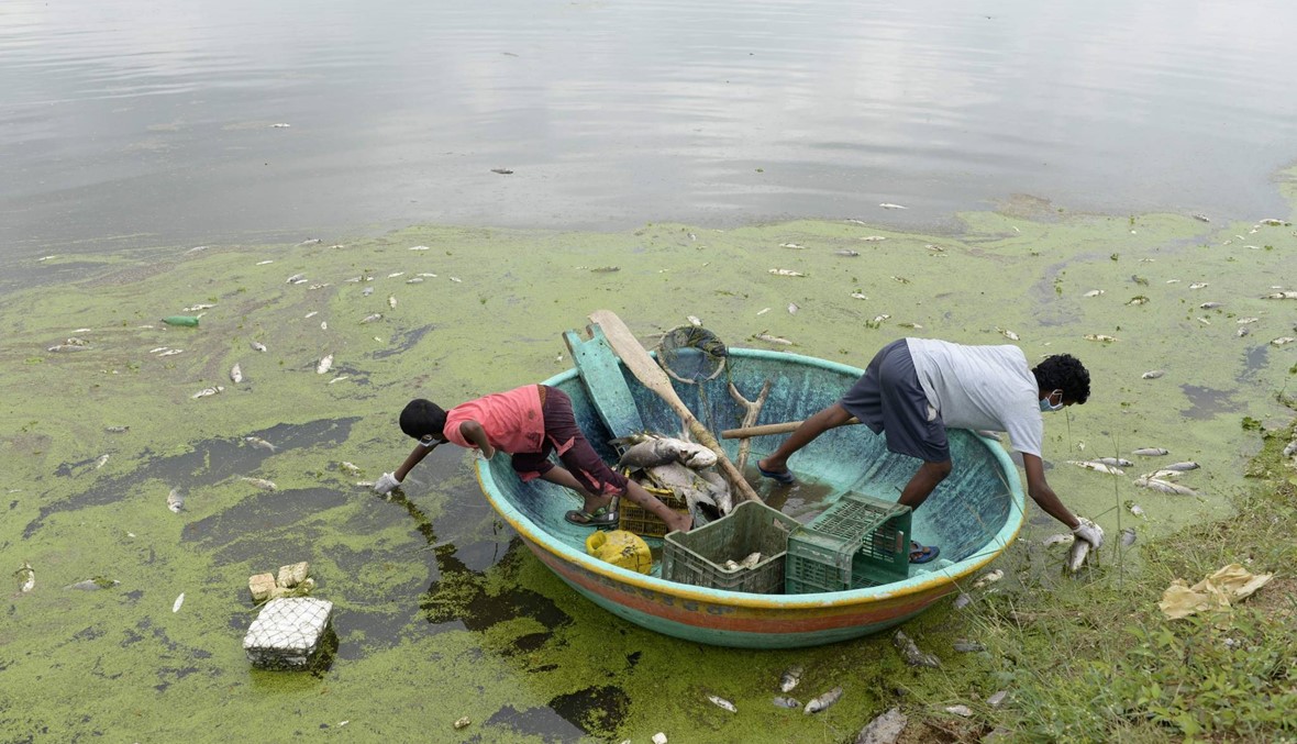صيادون من الهند ينتشلون الأسماك الميتة من بحيرة غاندي بسبب المواد السامة (أ ف ب)