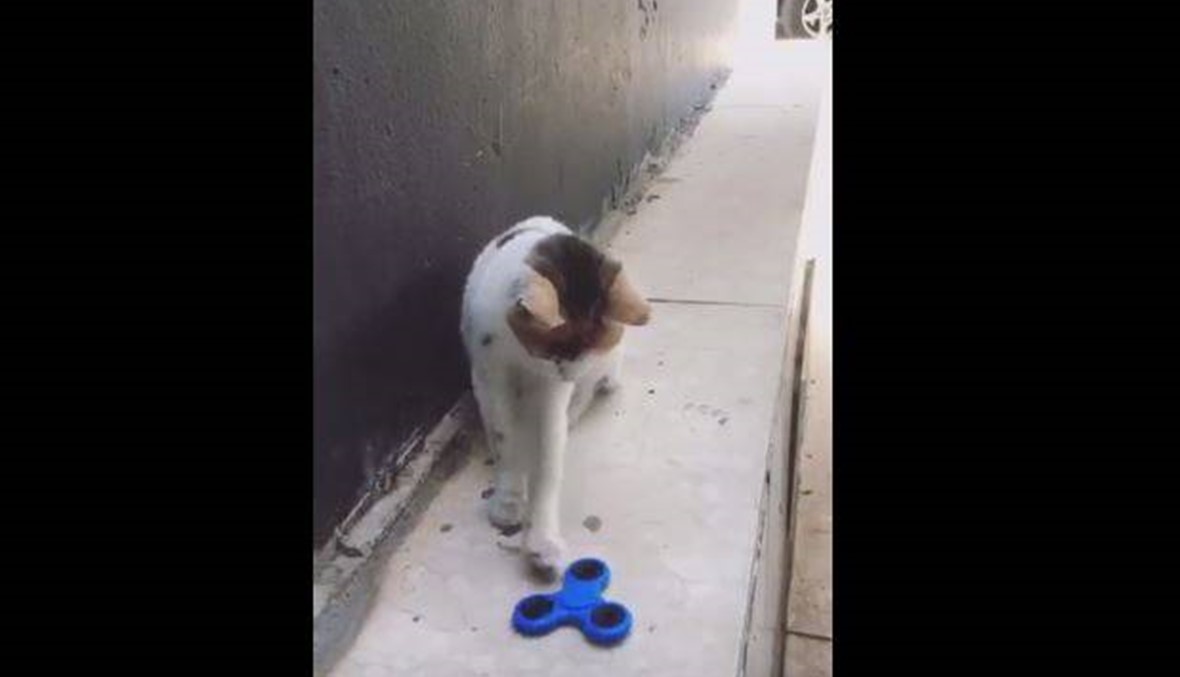 بالفيديو - قطة تلعب بالسبينر!