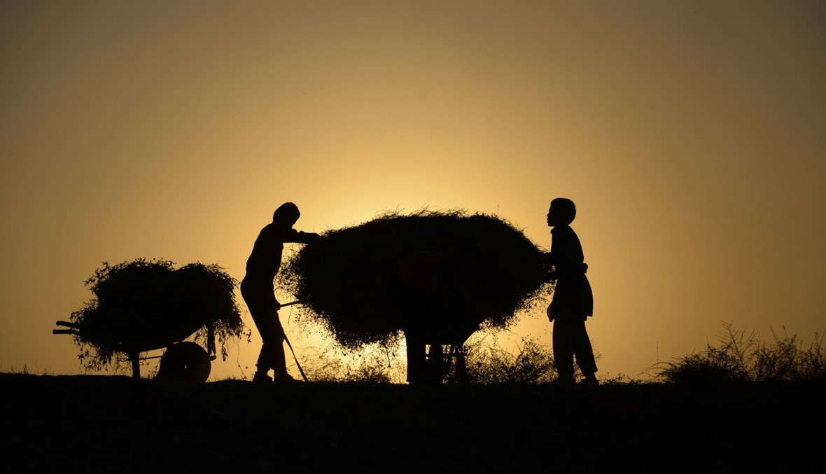 أولاد أفغان يجمعون الحطب قبل الشتاء (أ ف ب)