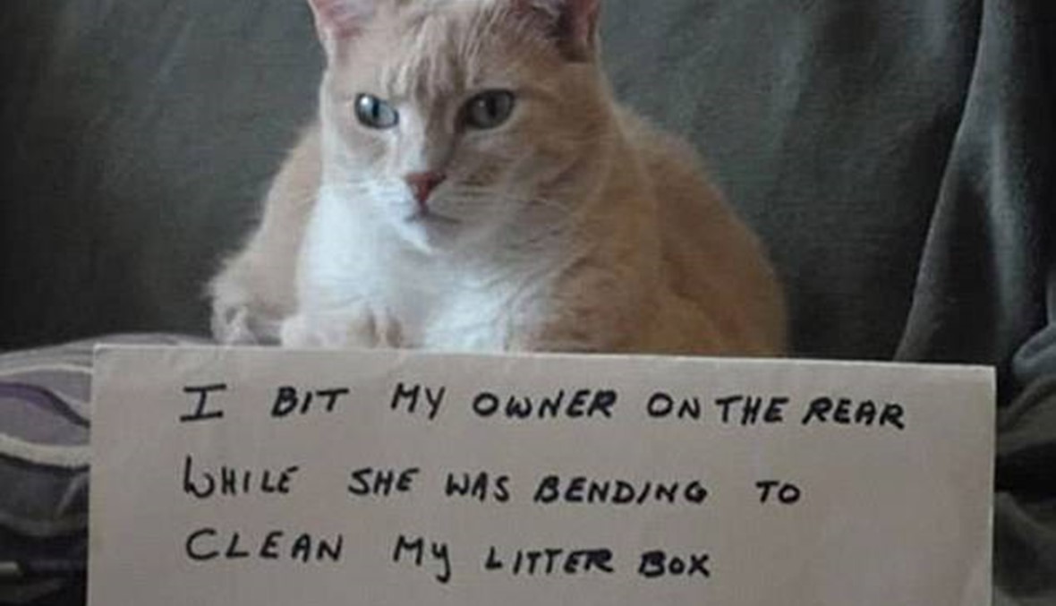 25 صورة : قطط  ترفع لافتتات للتضامن معها