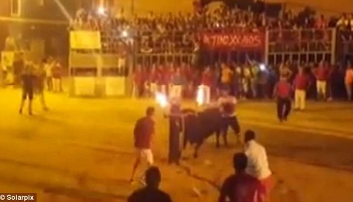 بالفيديو- ثور يقتل نفسه بعد أن أشعل الجمهور النار في قرنيه