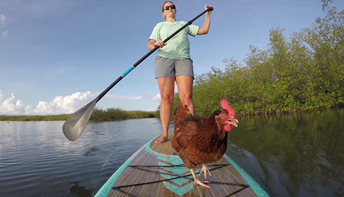 بالفيديو- دجاجة تمارس رياضة التزلج على المياه مع مالكتها